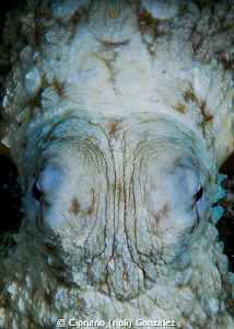 HEY U HUMAN!!! Close up octopus during a night dive by Cipriano (ripli) Gonzalez 